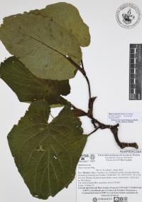Piper auritum image