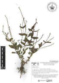 Verbena carolina image