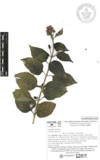 Lantana camara image