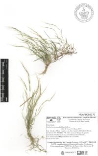 Muhlenbergia tenella image