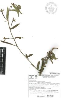 Ludwigia octovalvis image