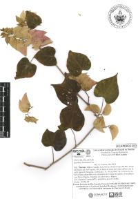 Ipomoea bracteata image