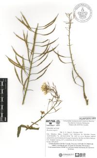 Brassica rapa image