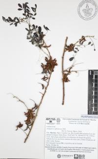 Indigofera suffruticosa image