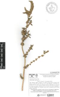 Amaranthus spinosus image