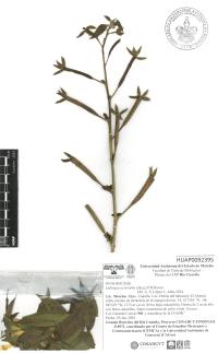 Ludwigia octovalvis image