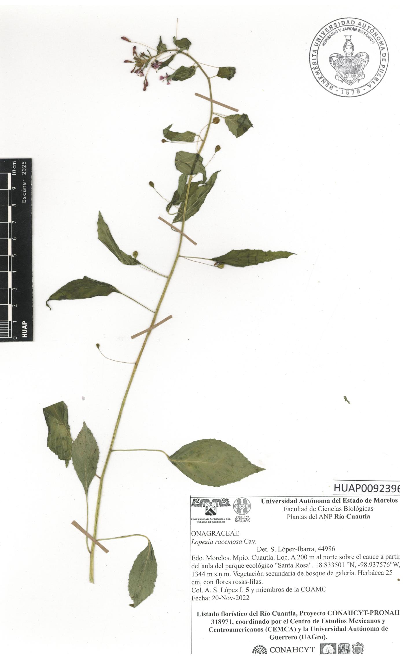 Lopezia racemosa image