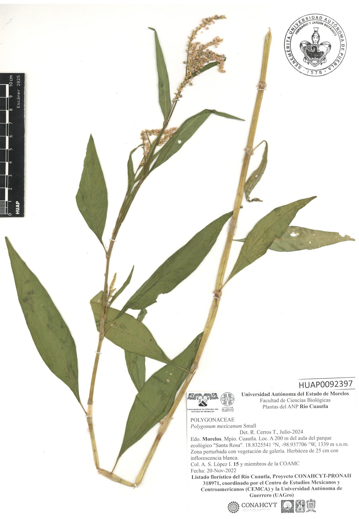 Persicaria segetum image