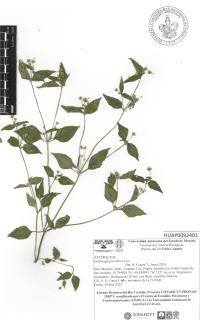 Galinsoga parviflora image