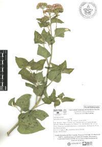 Ageratum houstonianum image