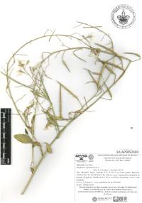 Raphanus raphanistrum image