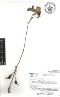 Proboscidea louisianica image