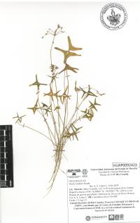Oxalis latifolia image