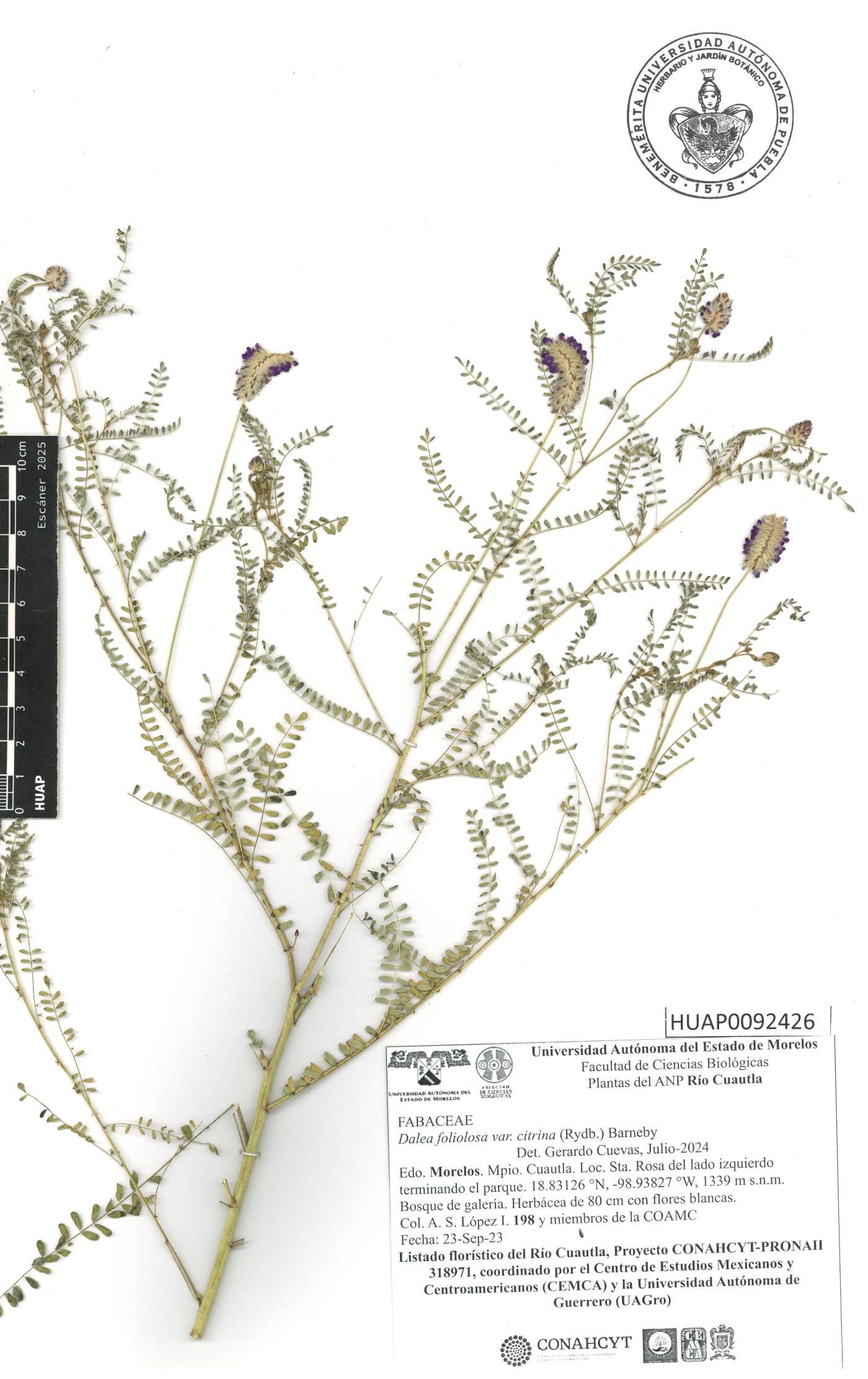 Dalea foliolosa var. citrina image