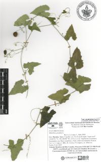 Melothria pendula image