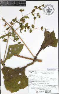 Melampodium perfoliatum image