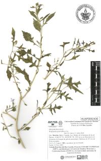 Bonplandia geminiflora image