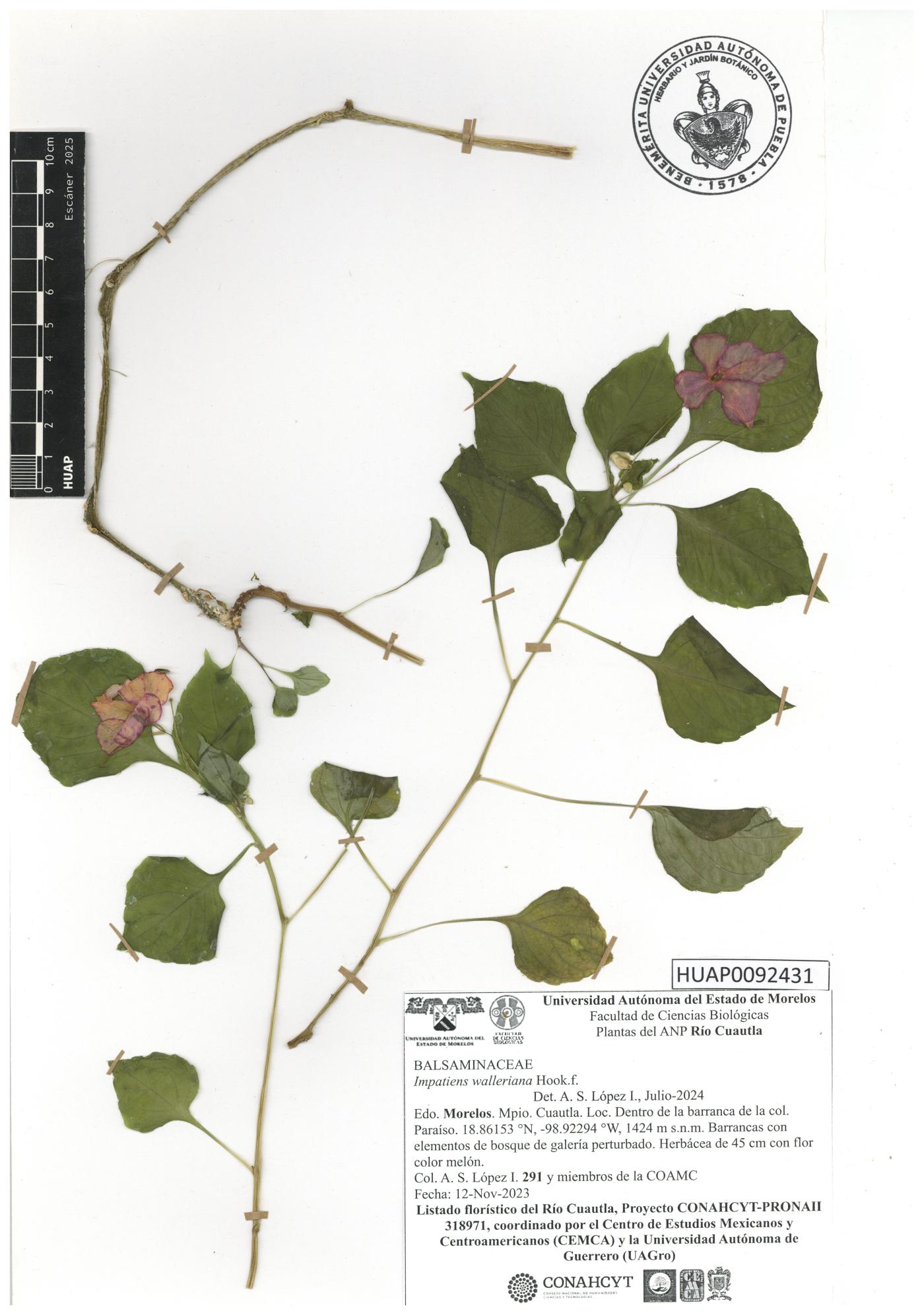 Impatiens walleriana image