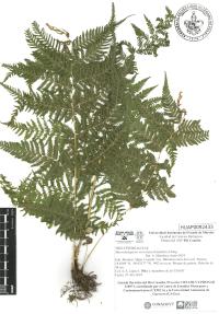 Macrothelypteris torresiana image