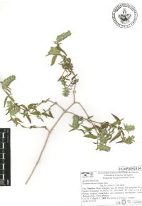 Tetramerium nervosum image