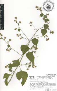 Salpianthus purpurascens image