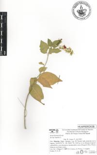 Rivina humilis image