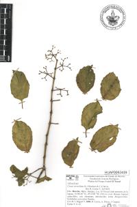 Cissus verticillata image