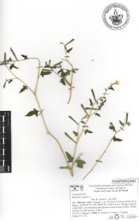 Mentzelia aspera image