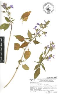 Bonplandia geminiflora image
