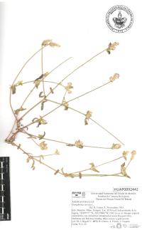 Gomphrena serrata image