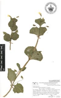 Erythranthe glabrata image