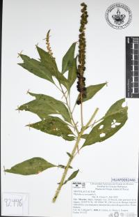 Phytolacca icosandra image