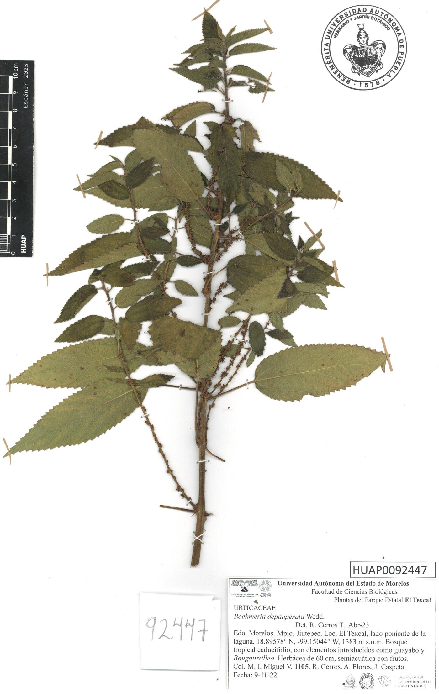 Boehmeria depauperata image