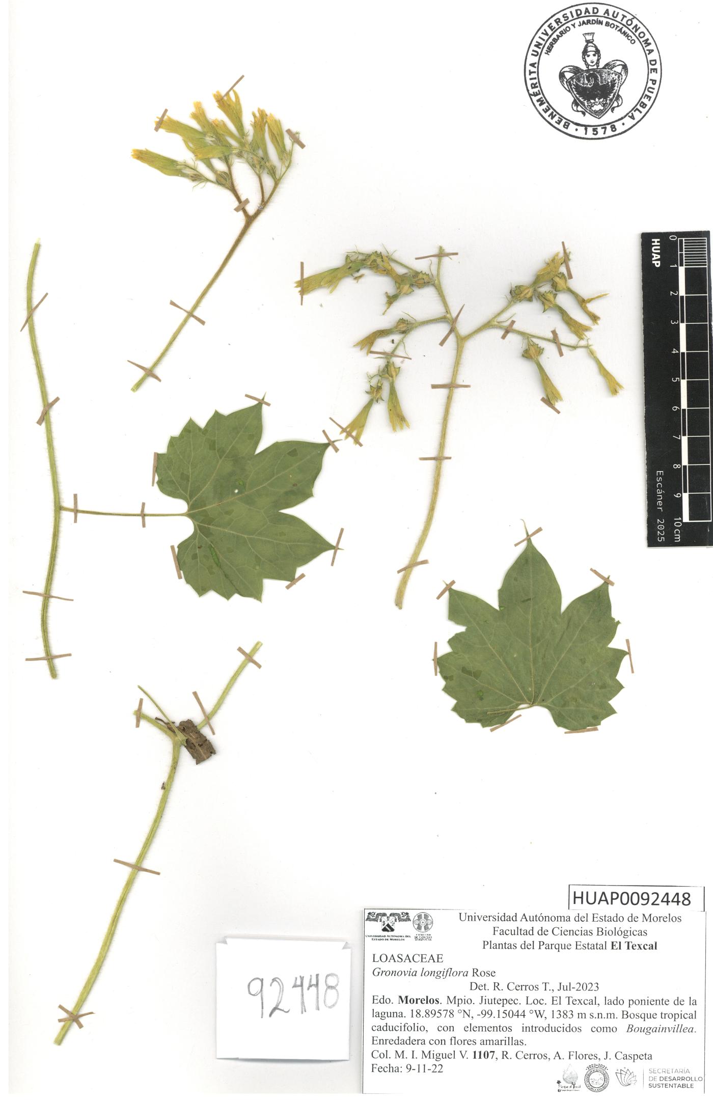 Gronovia longiflora image