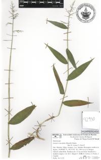 Lasiacis ruscifolia image