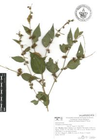 Triumfetta semitriloba image