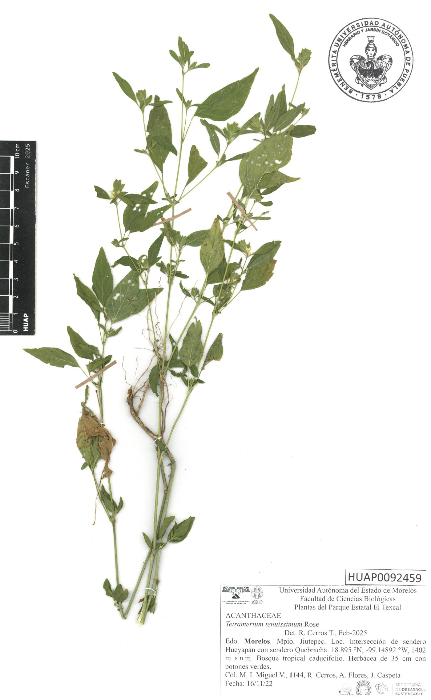 Tetramerium tenuissimum image