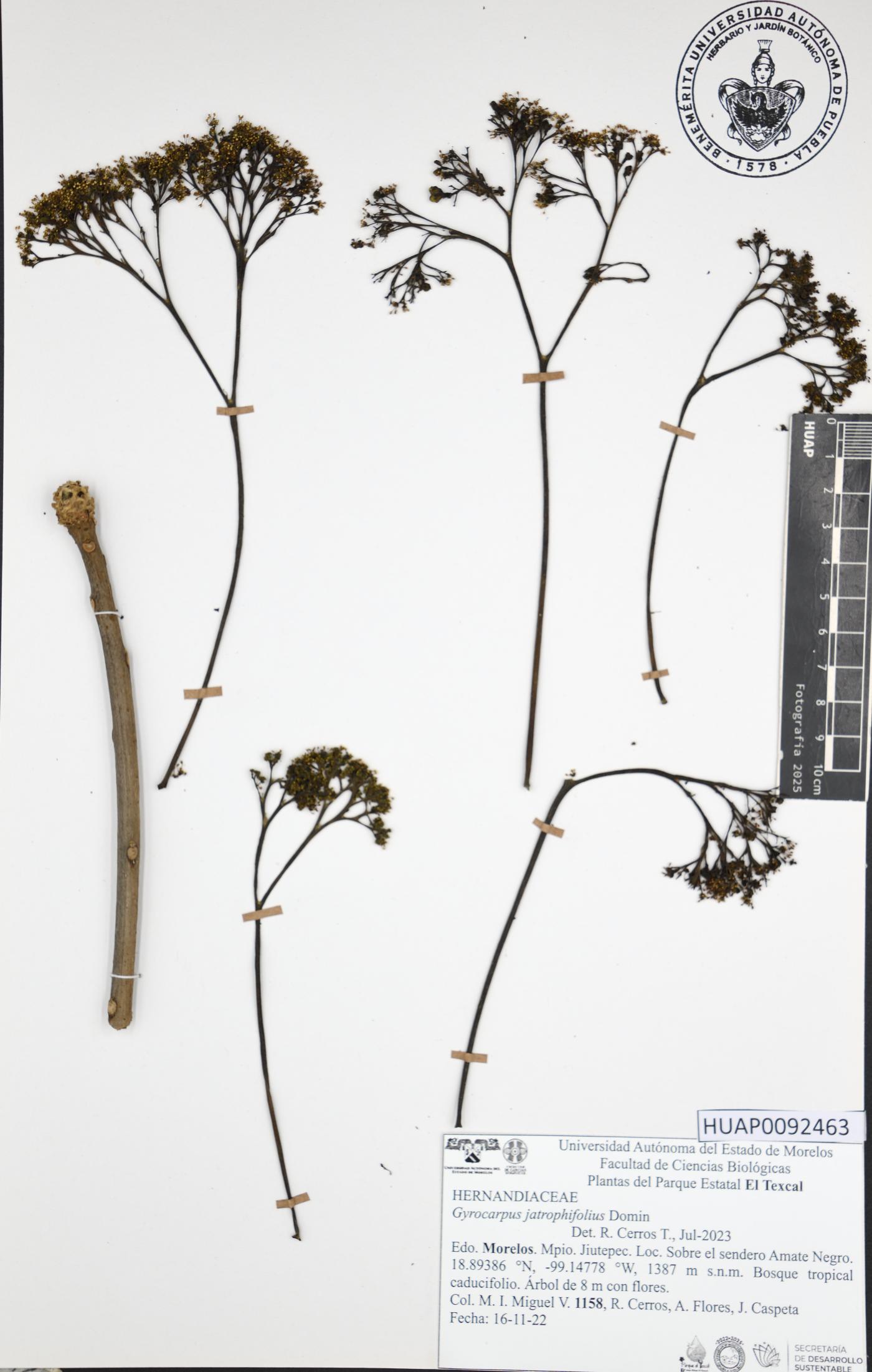 Gyrocarpus jatrophifolius image
