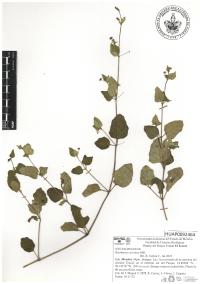 Boerhavia coccinea image