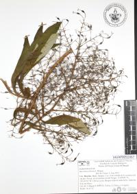 Bocconia frutescens image