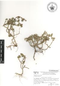 Portulaca pilosa image