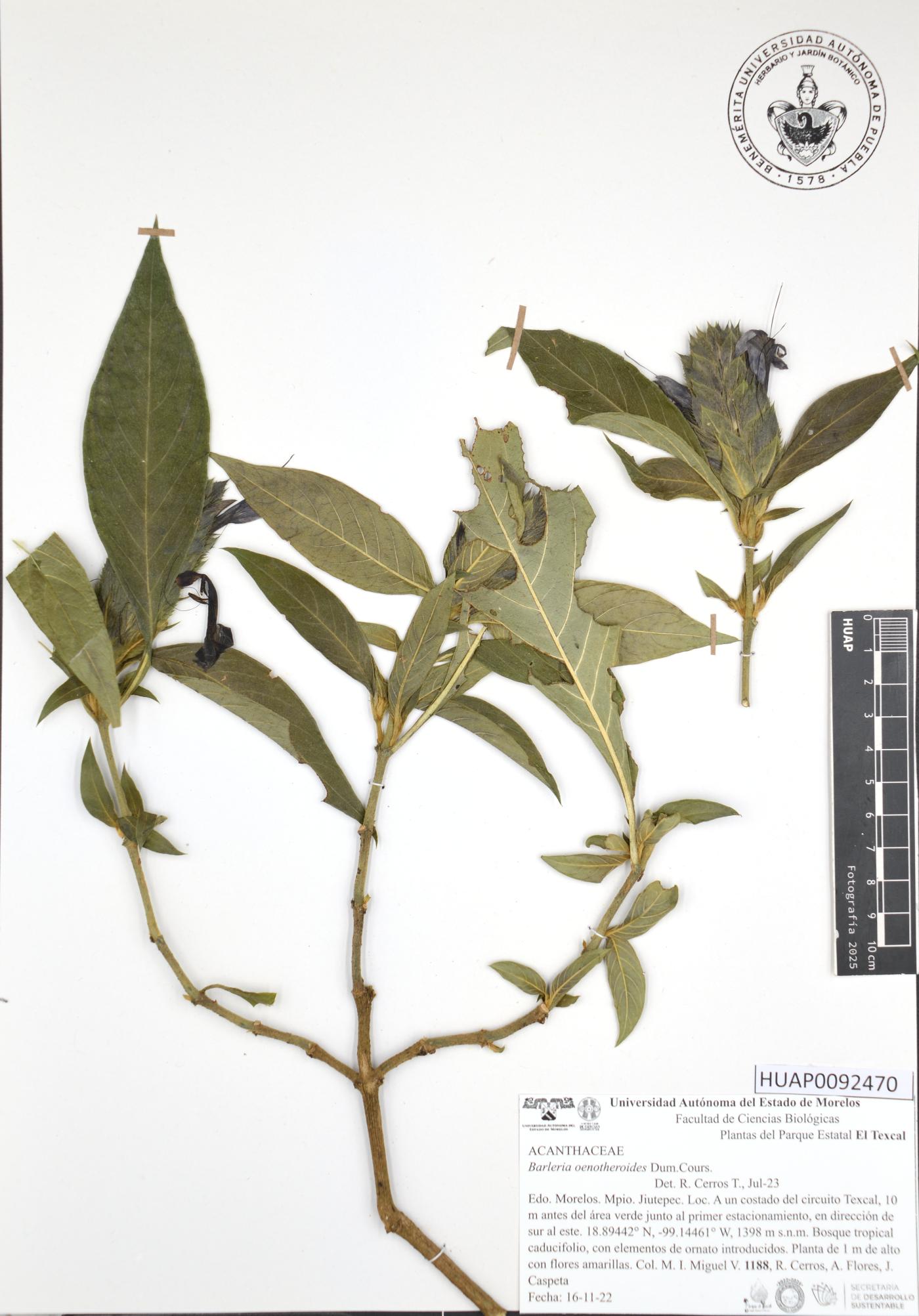 Barleria oenotheroides image