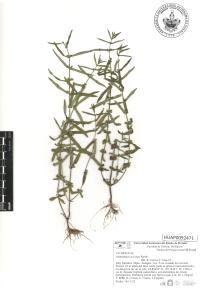 Ammannia coccinea image