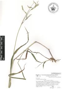 Paspalum pubiflorum image
