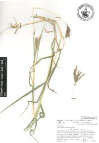 Dichanthium annulatum image