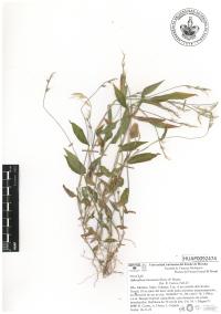 Oplismenus burmannii image