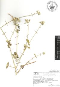 Gomphrena serrata image