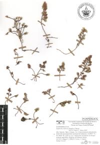 Chamaesyce dioica image