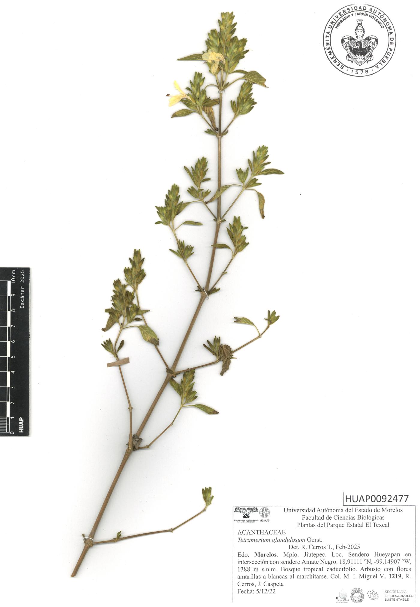 Tetramerium glandulosum image