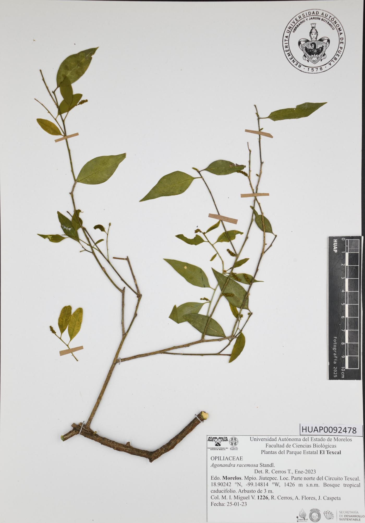 Agonandra racemosa image